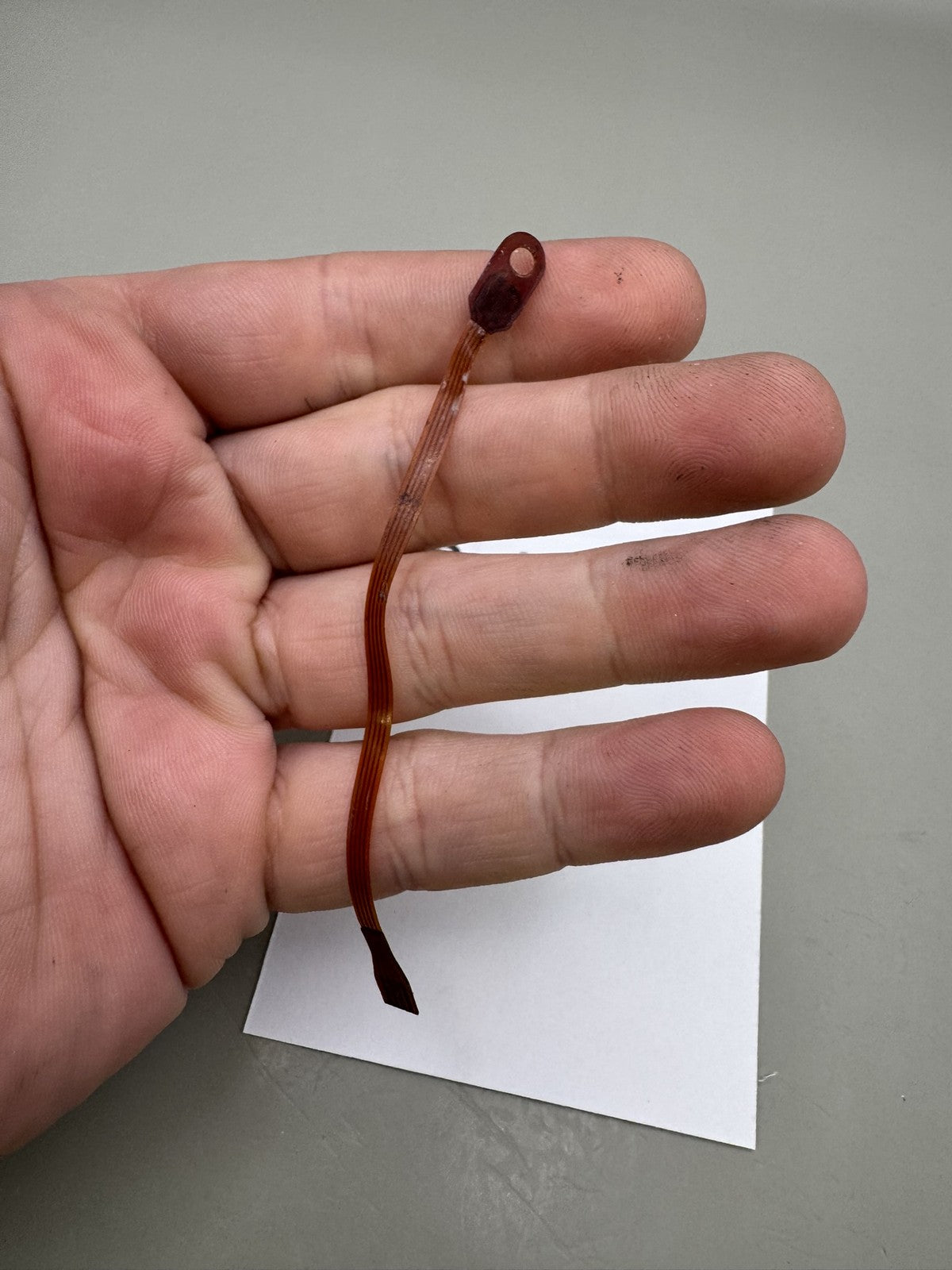 Smart Parts Nerve Eye Ribbon