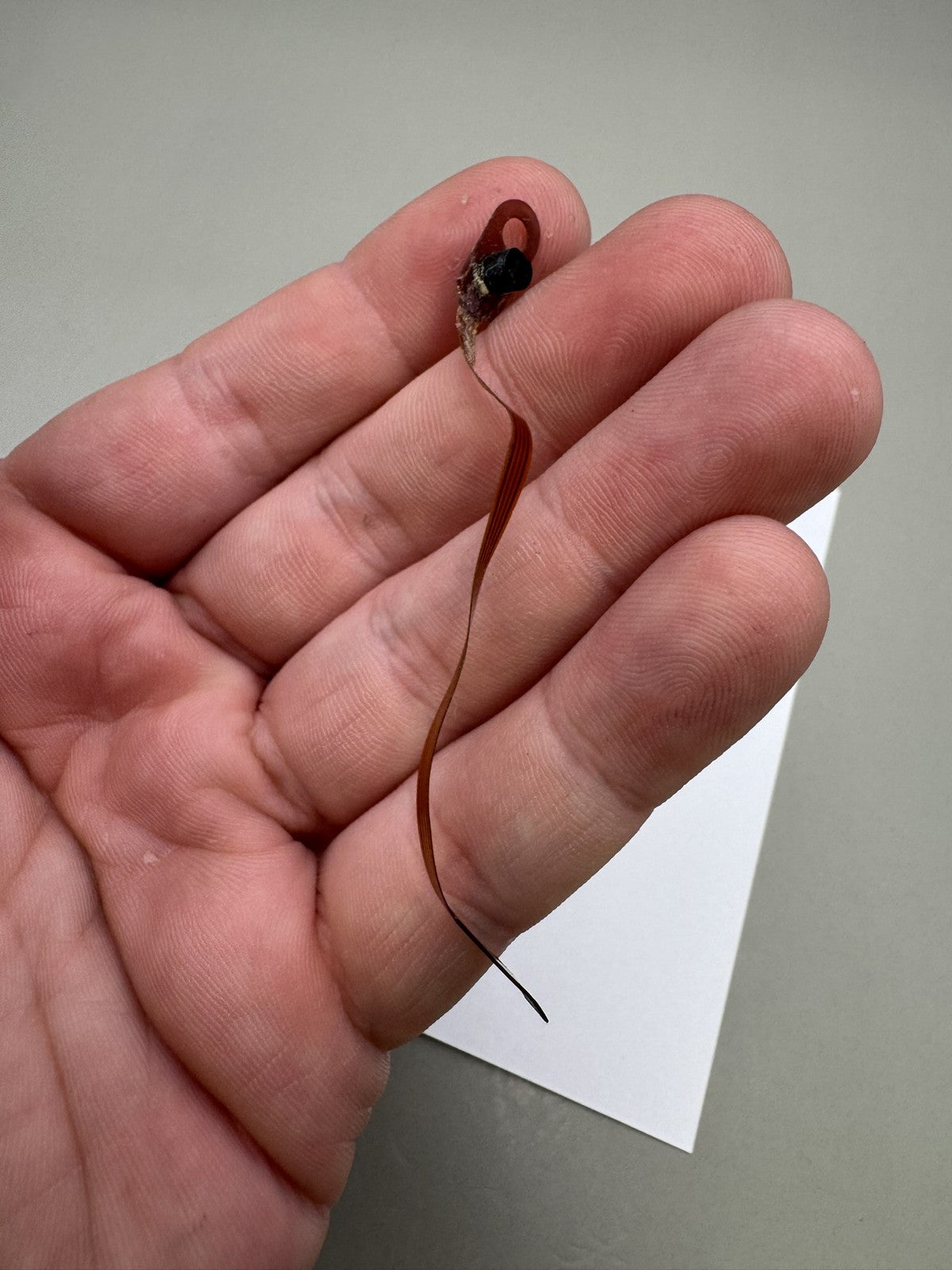 Smart Parts Shocker SFT Eye