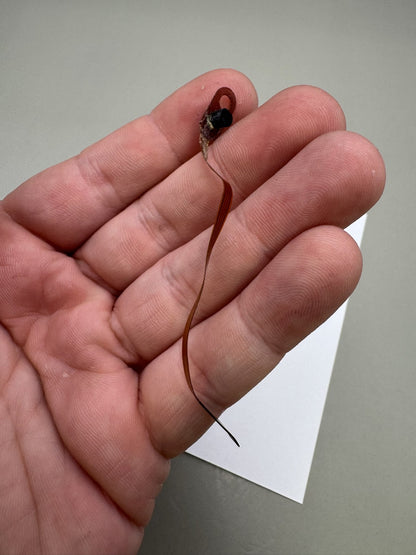 Smart Parts Shocker SFT Eye